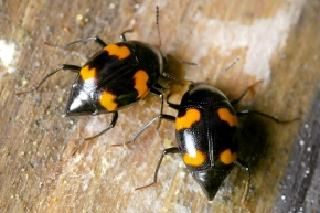 gevlekte schimmelkever (scaphidium quadrimaculatum) 6-2005 1457